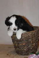 Buster, a male Miniature Australian Shepherd for sale in Greenwood, WI – Photo 6 of 6