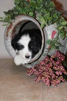 Buster, a male Miniature Australian Shepherd for sale in Greenwood, WI – Photo 1 of 6