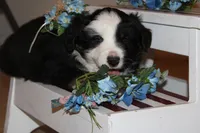 Buster, a male Miniature Australian Shepherd for sale in Greenwood, WI – Photo 2 of 6