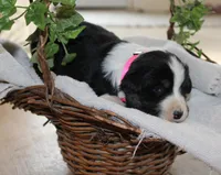 Addie, a female Miniature Australian Shepherd for sale in Greenwood, WI – Photo 2 of 2