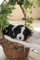 Addie, a female Miniature Australian Shepherd for sale in Greenwood, WI – Photo 1 of 2