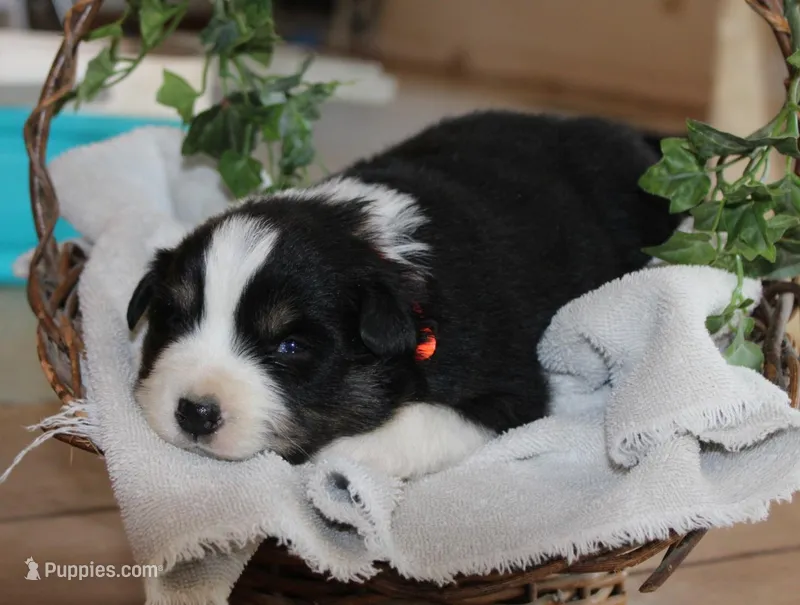 Asher – Miniature Australian Shepherd puppy for sale in Greenwood, WI
