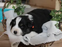Asher, a male Miniature Australian Shepherd for sale in Greenwood, WI – Photo 1 of 2