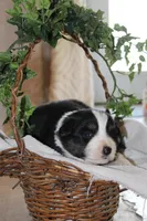 Asher, a male Miniature Australian Shepherd for sale in Greenwood, WI – Photo 2 of 2
