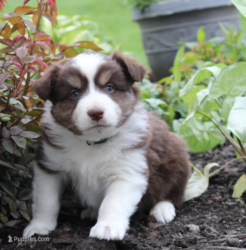 Alex  – Miniature Australian Shepherd puppy for sale in Greenwood, WI