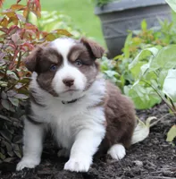 Alex, a male Miniature Australian Shepherd for sale in Greenwood, WI – 1 of 3