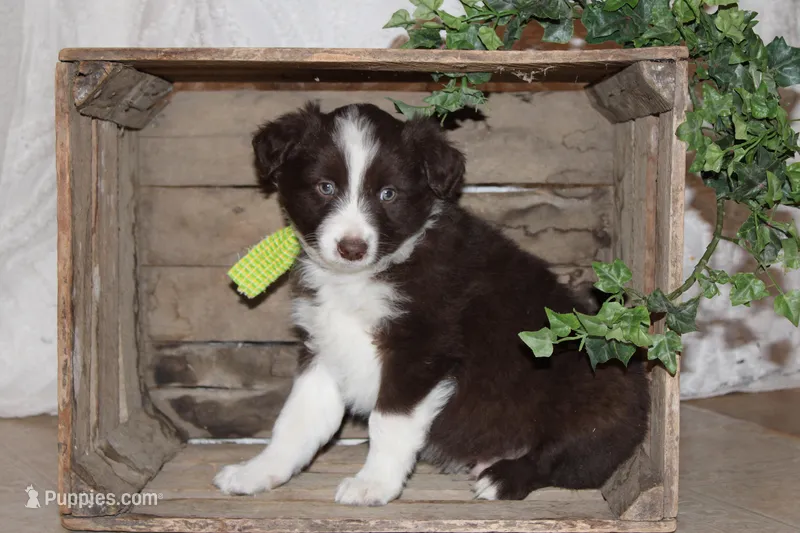 Tony  – Miniature Australian Shepherd puppy for sale in Greenwood, WI