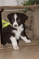 Tony , a male Miniature Australian Shepherd for sale in Greenwood, WI – Photo 3 of 3