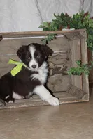 Tony , a male Miniature Australian Shepherd for sale in Greenwood, WI – Photo 2 of 3