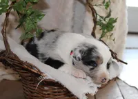 Arlo, a male Miniature Australian Shepherd for sale in Greenwood, WI – Photo 2 of 2