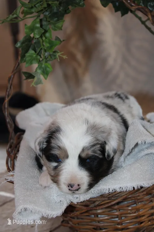 Arlo – Miniature Australian Shepherd puppy for sale in Greenwood, WI