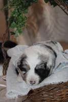 Arlo, a male Miniature Australian Shepherd for sale in Greenwood, WI – Photo 1 of 2