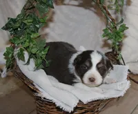 Alex , a male Miniature Australian Shepherd for sale in Greenwood, WI – Photo 2 of 2
