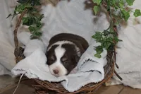 Alex , a male Miniature Australian Shepherd for sale in Greenwood, WI – Photo 1 of 2