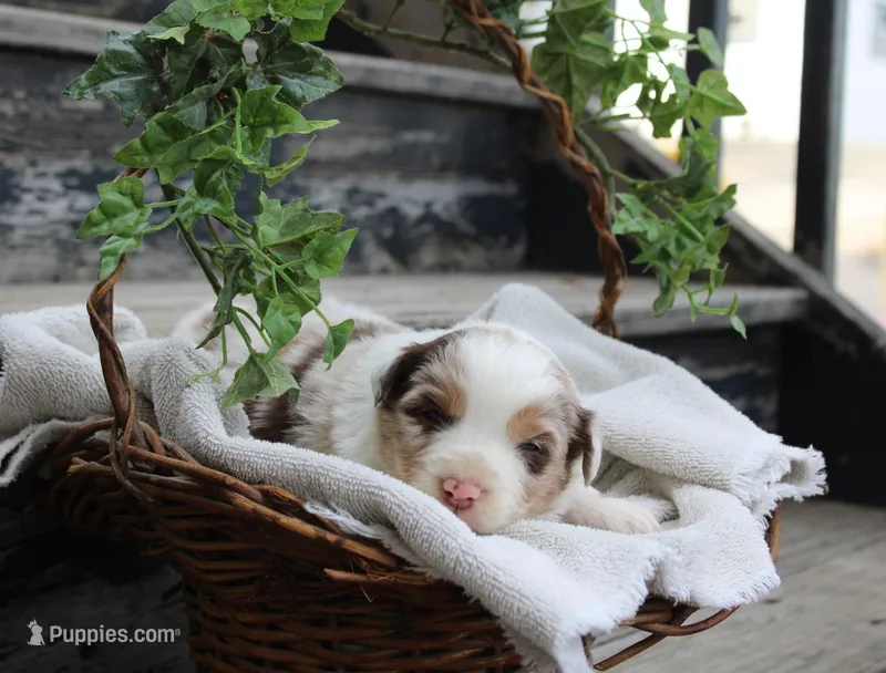 Aster – Miniature Australian Shepherd puppy for sale in Greenwood, WI