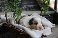 Aster, a female Miniature Australian Shepherd for sale in Greenwood, WI – Photo 2 of 2