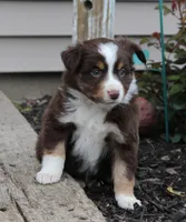 Archie, a male Miniature Australian Shepherd for sale in Greenwood, WI – 3 of 4
