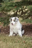Binky, a male Miniature Australian Shepherd for sale in Greenwood, WI – 2 of 4