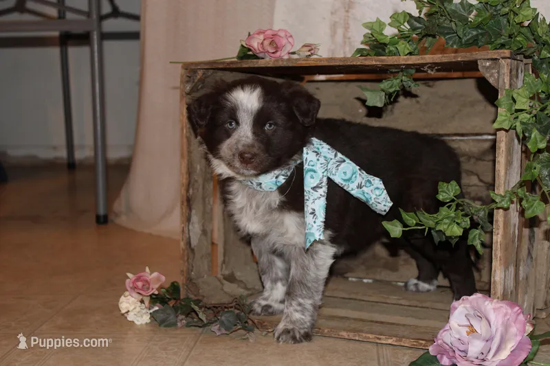 Shari – Miniature Australian Shepherd puppy for sale in Greenwood, WI