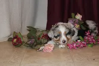Bingo, a female Miniature Australian Shepherd for sale in Greenwood, WI – Photo 1 of 5