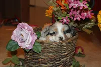 Bingo, a female Miniature Australian Shepherd for sale in Greenwood, WI – Photo 4 of 5