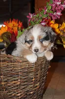 Bingo, a female Miniature Australian Shepherd for sale in Greenwood, WI – Photo 3 of 5