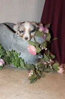 Bingo, a female Miniature Australian Shepherd for sale in Greenwood, WI – Photo 2 of 5