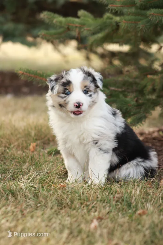 Binky – Miniature Australian Shepherd puppy for sale in Greenwood, WI