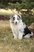 Binky, a male Miniature Australian Shepherd for sale in Greenwood, WI – 1 of 4