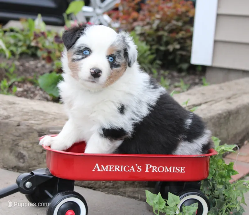 Antoni – Miniature Australian Shepherd puppy for sale in Greenwood, WI