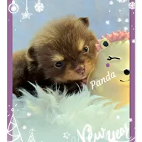 Panda - AKC, a female Pomeranian for sale in Eatonville, WA – Photo 2 of 6