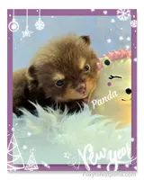 Panda - AKC, a female Pomeranian for sale in Eatonville, WA – Photo 2 of 6