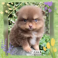 Panda - AKC, a female Pomeranian for sale in Eatonville, WA – Photo 1 of 6