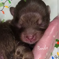 Panda - AKC, a female Pomeranian for sale in Eatonville, WA – Photo 5 of 6