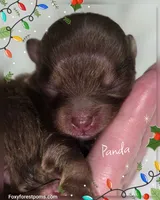 Panda - AKC, a female Pomeranian for sale in Eatonville, WA – Photo 5 of 6