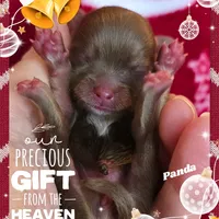 Panda - AKC, a female Pomeranian for sale in Eatonville, WA – Photo 6 of 6