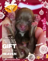 Panda - AKC, a female Pomeranian for sale in Eatonville, WA – Photo 6 of 6