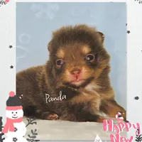 Panda - AKC, a female Pomeranian for sale in Eatonville, WA – Photo 3 of 6