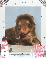Panda - AKC, a female Pomeranian for sale in Eatonville, WA – Photo 3 of 6