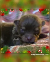 Panda - AKC, a female Pomeranian for sale in Eatonville, WA – Photo 4 of 6