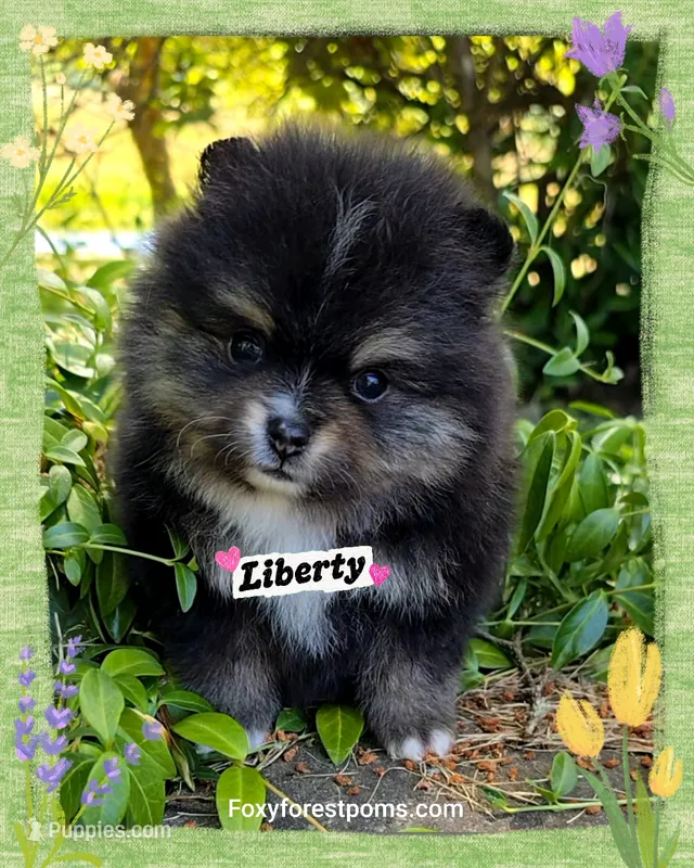 Liberty ~ AKC – Pomeranian puppy for sale in Eatonville, WA
