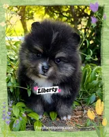 Liberty ~ AKC, a female Pomeranian for sale in Eatonville, WA – 2 of 4