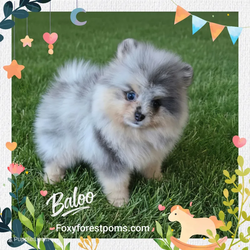 Baloo ~ AKC – Pomeranian puppy for sale in Eatonville, WA
