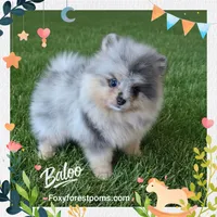 Baloo ~ AKC, a male Pomeranian for sale in Eatonville, WA – 2 of 6