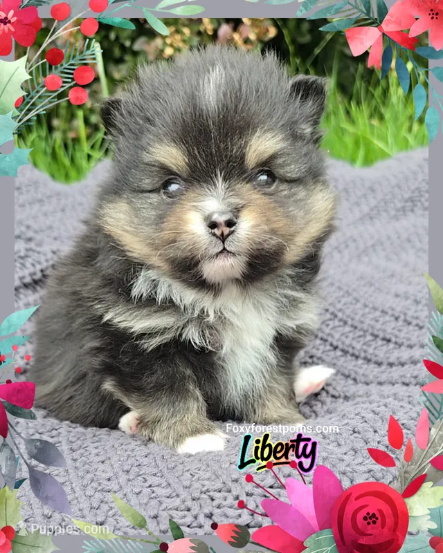 Liberty ~ AKC – Pomeranian puppy for sale in Eatonville, WA