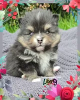 Liberty ~ AKC, a female Pomeranian for sale in Eatonville, WA – 3 of 4