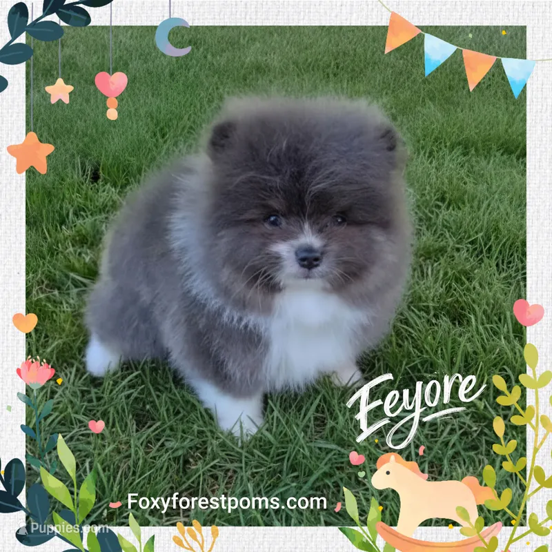 Eeyore ~ AKC – Pomeranian puppy for sale in Eatonville, WA