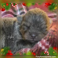 Pika ~ AKC, a female Pomeranian for sale in Eatonville, WA – Photo 5 of 7