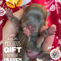 Pika ~ AKC, a female Pomeranian for sale in Eatonville, WA – Photo 7 of 7