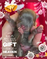 Pika ~ AKC, a female Pomeranian for sale in Eatonville, WA – Photo 7 of 7